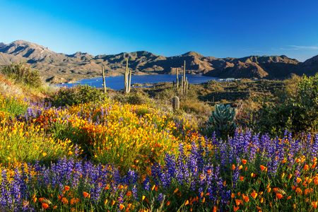 Desert Bloom Vista — 400-piece jigsaw puzzle