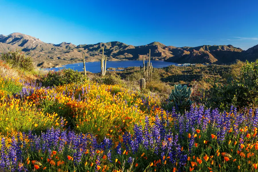 Desert Bloom Vista — 400-piece jigsaw puzzle