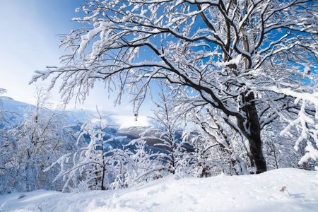 Winter Wonderland Scene — 100-piece jigsaw puzzle