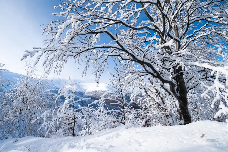 Winter Wonderland Scene — 100-piece jigsaw puzzle