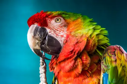 Vibrant Macaw Portrait — 400-piece jigsaw puzzle