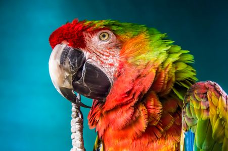 Vibrant Macaw Portrait — 400-piece jigsaw puzzle