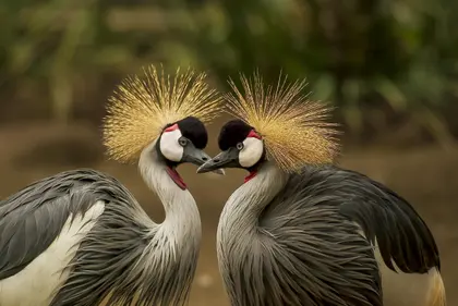 Elegant Crowned Cranes — 150-piece jigsaw puzzle