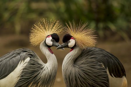 Elegant Crowned Cranes — 150-piece jigsaw puzzle