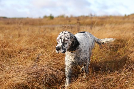 Dog in Golden Field — 200-piece jigsaw puzzle