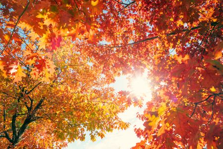 Autumn Leaves Glow — 300-piece jigsaw puzzle
