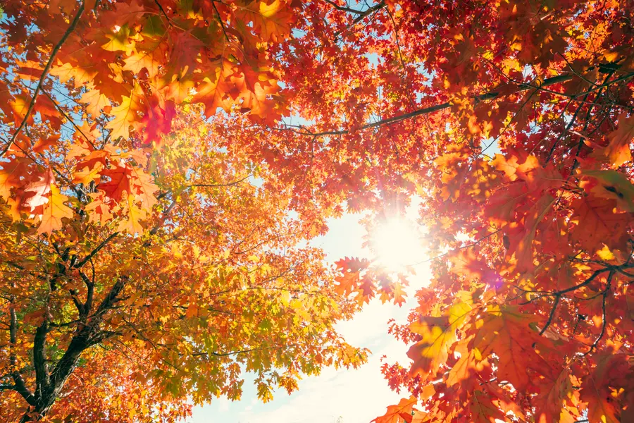 Autumn Leaves Glow — 300-piece jigsaw puzzle