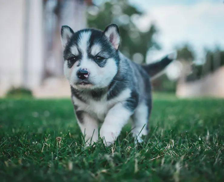 Playful Husky Puppy — 400-piece jigsaw puzzle