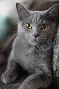 Gaze of the Grey Cat — 150-piece jigsaw puzzle