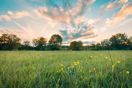 Golden Meadow Sunset — 300-piece jigsaw puzzle