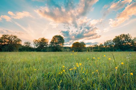 Golden Meadow Sunset — 300-piece jigsaw puzzle