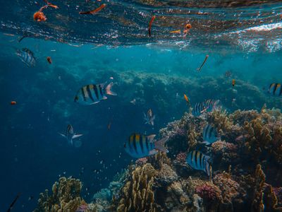 Underwater Serenity — 200-piece jigsaw puzzle