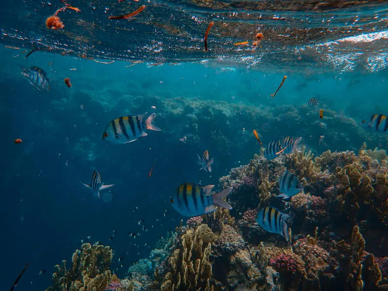 Underwater Serenity — 200-piece jigsaw puzzle
