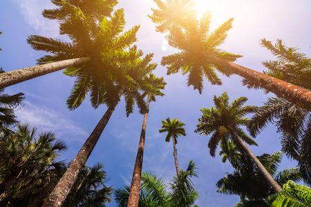 Majestic Palm Canopy — 300-piece jigsaw puzzle