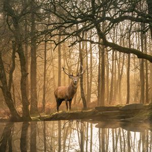 Majestic Forest Stag — 100-piece jigsaw puzzle