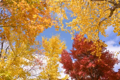Autumn Canopy Colors — 500-piece jigsaw puzzle