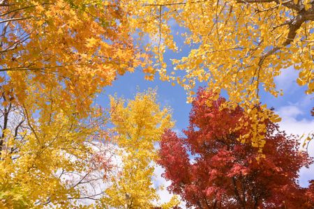 Autumn Canopy Colors — 500-piece jigsaw puzzle