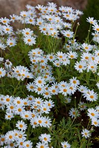Charming Daisy Field — 200-piece jigsaw puzzle
