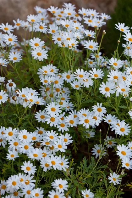 Charming Daisy Field — 200-piece jigsaw puzzle