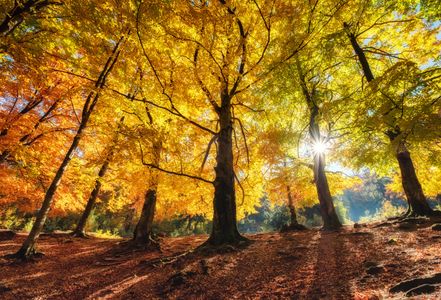 Autumn Forest Glow — 150-piece jigsaw puzzle