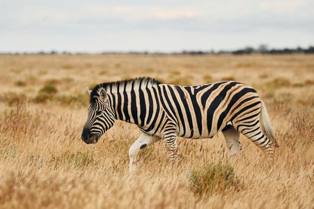 Zebra in Savannah — 100-piece jigsaw puzzle