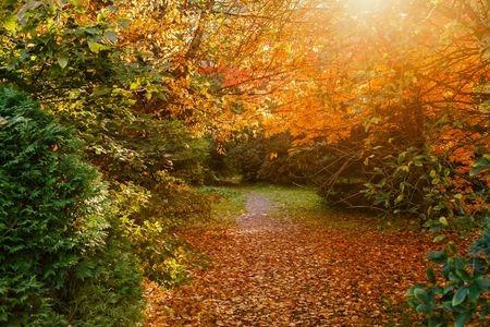 Autumn Pathway Glow — 500-piece jigsaw puzzle
