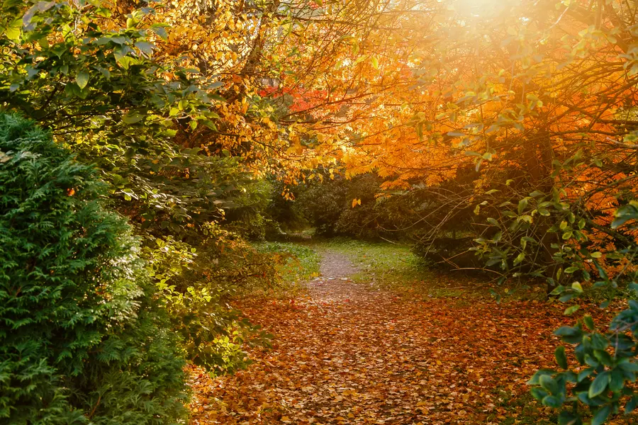 Autumn Pathway Glow — 500-piece jigsaw puzzle