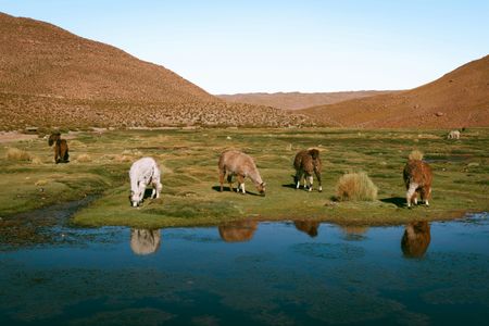 Alpacas in Tranquil Pasture — 200-piece jigsaw puzzle