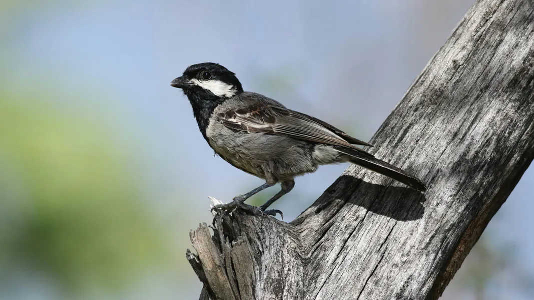 Mésange à tête noire perchée — puzzle de 400 pièces