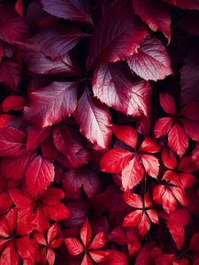 Vibrant Red Leaves — 100-piece jigsaw puzzle