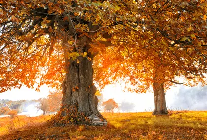 Golden Autumn Harmony — 200-piece jigsaw puzzle
