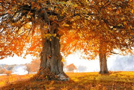 Golden Autumn Harmony — 200-piece jigsaw puzzle
