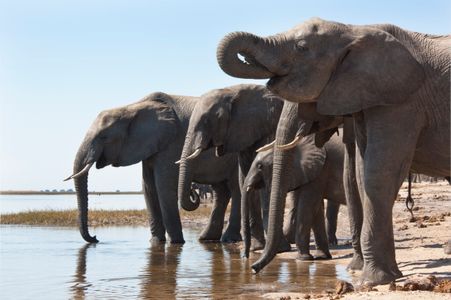 Elephants by the Water — 150-piece jigsaw puzzle