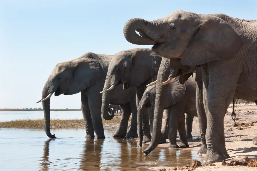 Elephants by the Water — 150-piece jigsaw puzzle