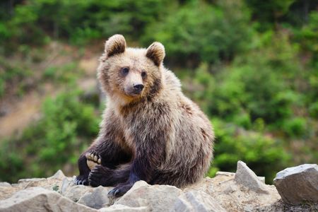 Curious Young Bear — 100-piece jigsaw puzzle