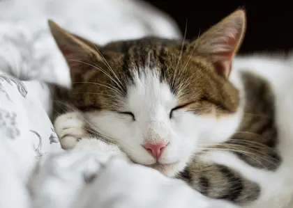 Peaceful Cat Slumber — 100-piece jigsaw puzzle