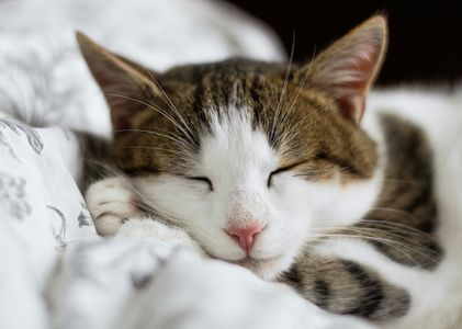 Peaceful Cat Slumber — 100-piece jigsaw puzzle