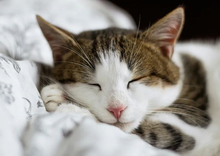 Soneca tranquila do gato — quebra-cabeça de 100 peças