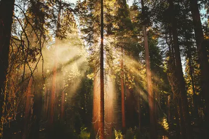 Sunlight Through Trees — 150-piece jigsaw puzzle