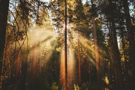 Sunlight Through Trees — 150-piece jigsaw puzzle