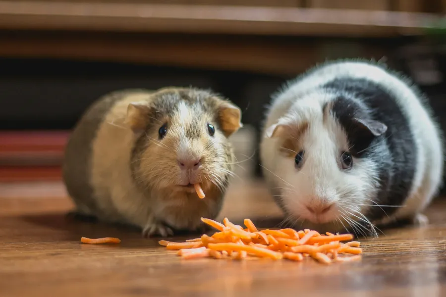 Tengerimalac uzsonnaidő — 400 darabos kirakó