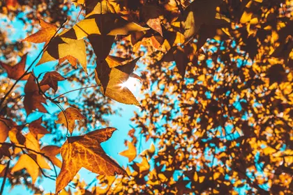 Golden Autumn Foliage — 100-piece jigsaw puzzle