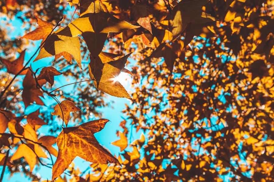Golden Autumn Foliage — 100-piece jigsaw puzzle
