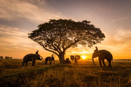 Golden Savannah Sunset — 300-piece jigsaw puzzle