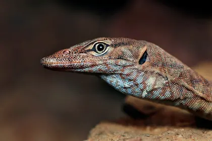 Majestic Lizard Profile — 150-piece jigsaw puzzle