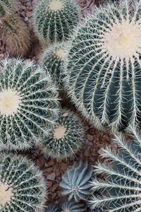 Cactus Cluster — 200-piece jigsaw puzzle