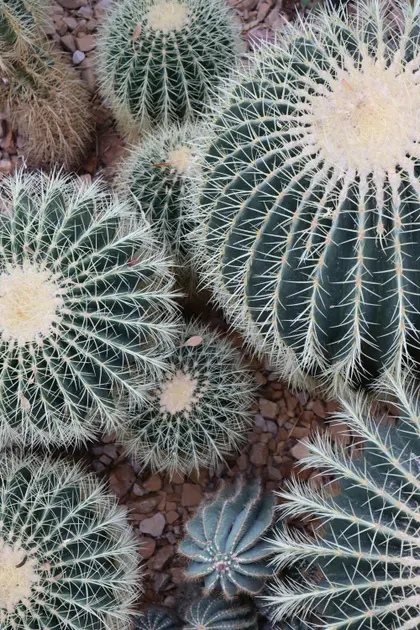 Cactus Cluster — 200-piece jigsaw puzzle