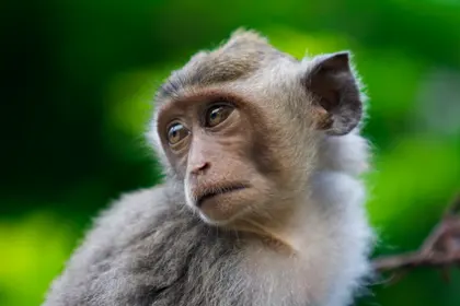 Contemplative Monkey Gaze — 300-piece jigsaw puzzle