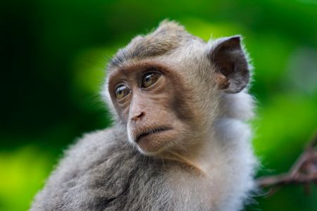 Contemplative Monkey Gaze — 300-piece jigsaw puzzle