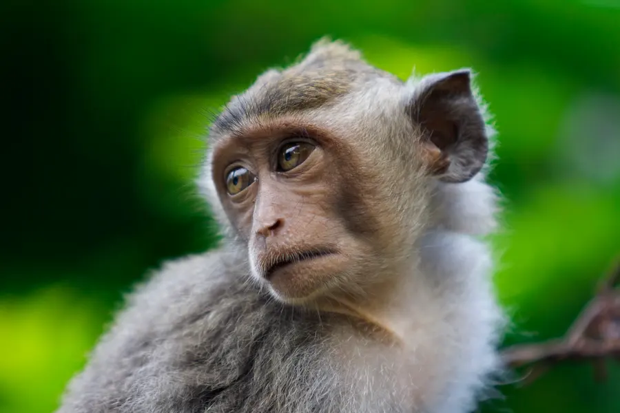 Contemplative Monkey Gaze — 300-piece jigsaw puzzle
